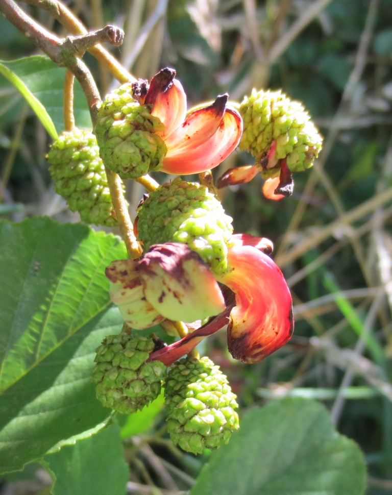 Taphrina alni Taphrina alni